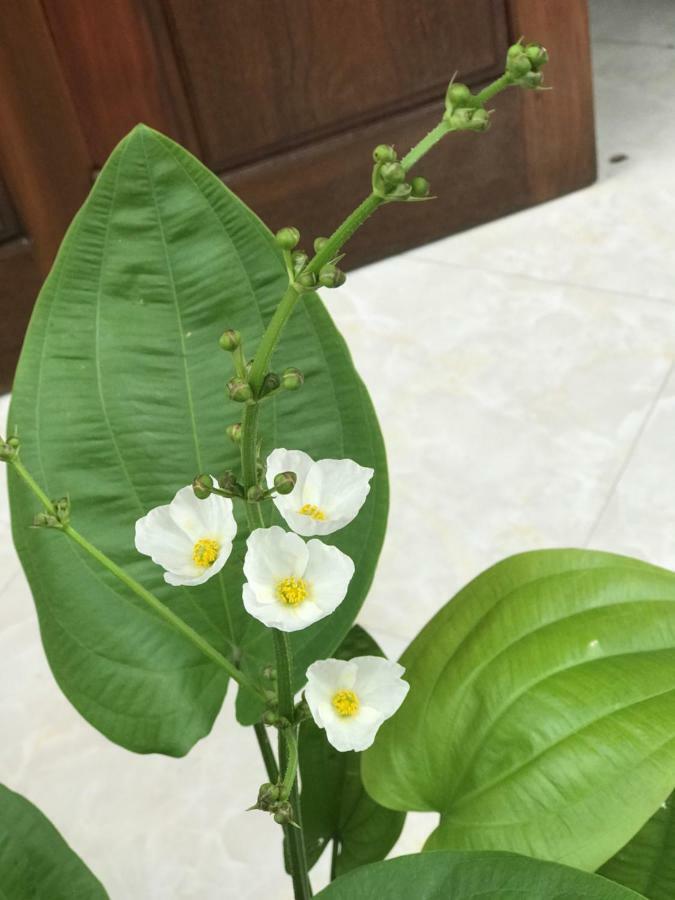 Anh Homestay Ninh Binh Exterior foto